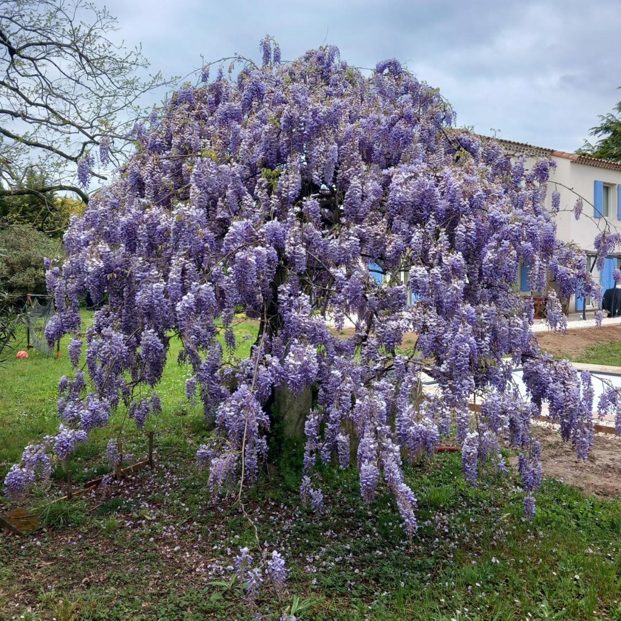 Le Petit Mas Des Alpilles En Provence Villa Saint-Étienne-du-Grès Eksteriør bilde